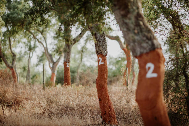 low section of cork tree forest - mantar ağacı stok fotoğraflar ve resimler