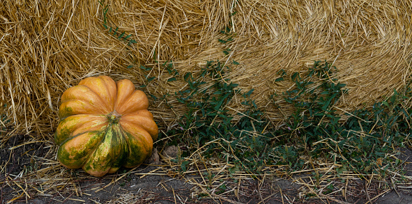 Pumpkin on the ground near the haystack