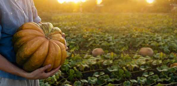 Farmer with pumpkin on a field