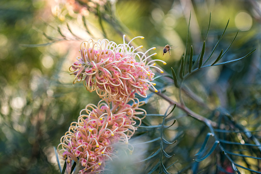 Grevillea in flower with pale pastel colours