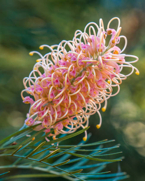 Grevillea in flower with pale pastel colours