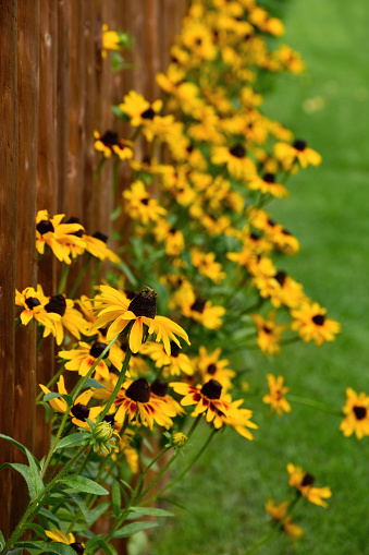 Yellow Rudbeckia blooming summer flower vertical stock photo images
