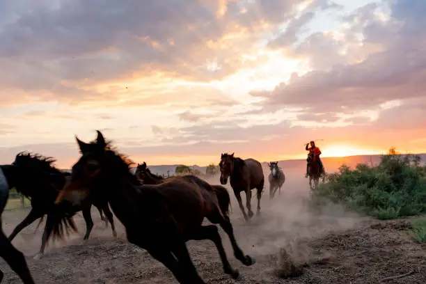 Photo of Galloping wild horses in the wilderness