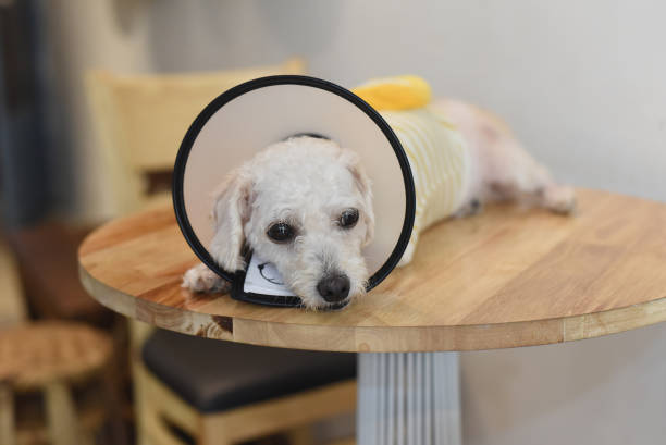 рука гладит больную расстроенную собаку, носящую елизаветинский пластиковый конусный медицинский ошейник вокруг шеи для защиты раны от ук - doctor dog portrait animal hospital стоковые фото и изображения