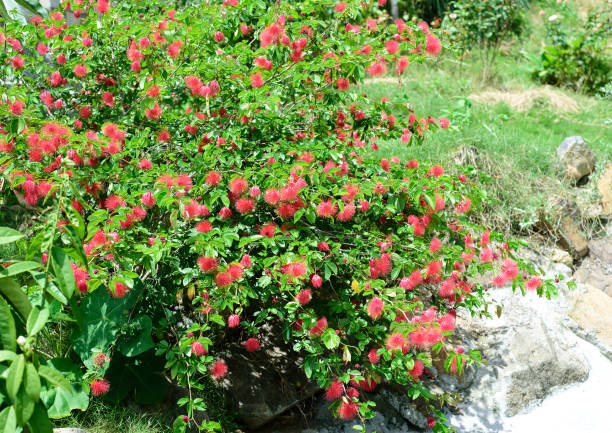 red calliandra tergemina emarginata, powder puff plant or fairy duster bush - powder puff imagens e fotografias de stock