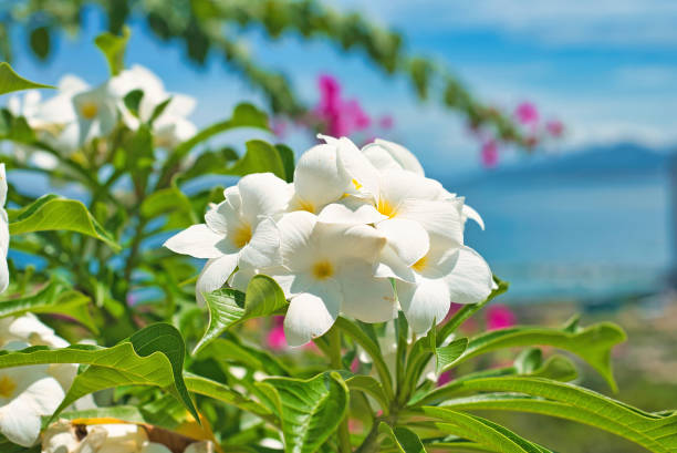 Many flowers of white plumeria close up stock photo