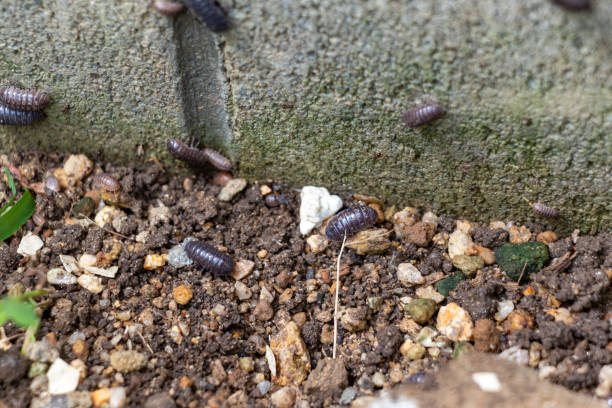 istock Lots of pill bugs on concrete wall 1424839160