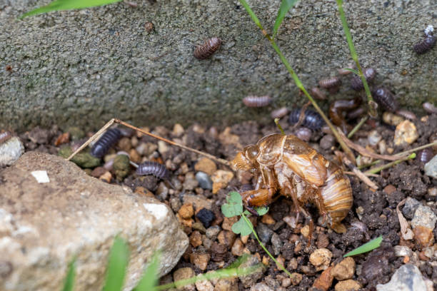istock A cicada shell with lots of pill bugs on wet soil 1424839162