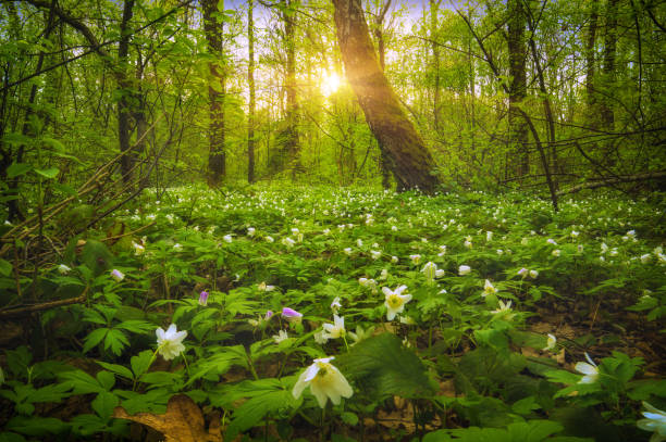 istock Anemona flowers at sunset 1424839239