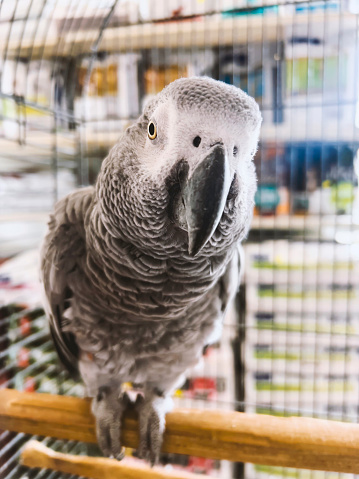 Beautiful portrait of an African grey parrot in cage. Pet shop, bird food or veterinary animal background with copy space. Feathered friend looking at camera in captivity, indoors.