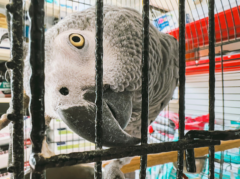Beautiful portrait of an African grey parrot in cage. Pet shop, bird food or veterinary animal background with copy space. Feathered friend looking at camera in captivity, indoors.