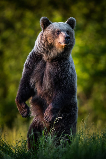 European brown bear (Ursus arctos) - fotografia de stock