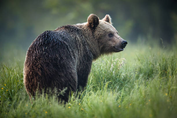 istock European brown bear (Ursus arctos) 1424843061