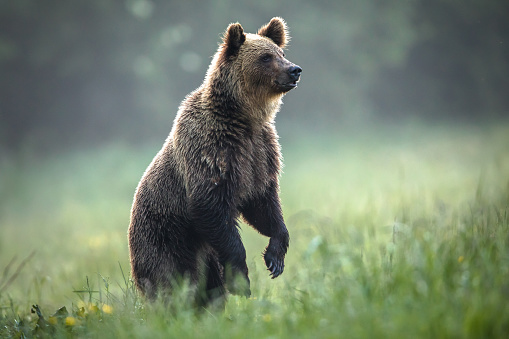 Brown bear standing on hind paws. Large Carpathian brown bear portrait.  Wild animal.