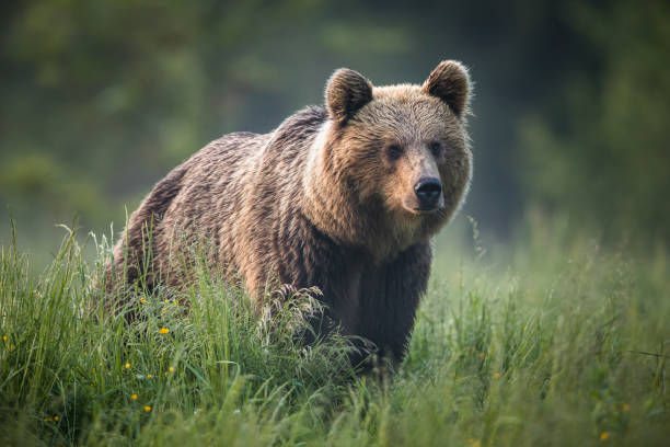 istock European brown bear (Ursus arctos) 1424843156