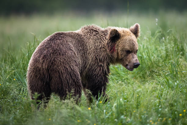 orso bruno europeo (ursus arctos) - male animal mammal animals in the wild fur foto e immagini stock