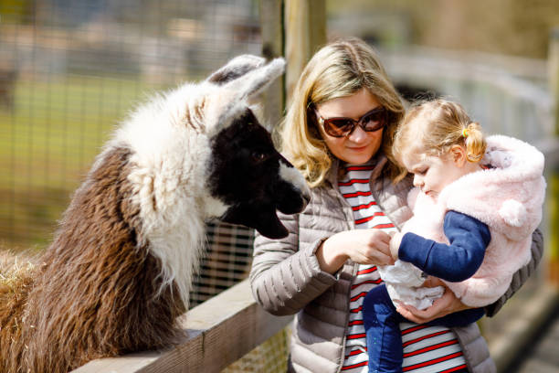 adorável menina criança bonita e mãe jovem alimentando lama e alpaca em uma fazenda infantil. linda criança acariciando animais no zoológico. mulher e filha juntos nas férias de fim de semana em família. - zoo child llama animal - fotografias e filmes do acervo