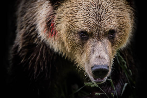orso bruno (ursus arctos) - male animal mammal animals in the wild fur foto e immagini stock