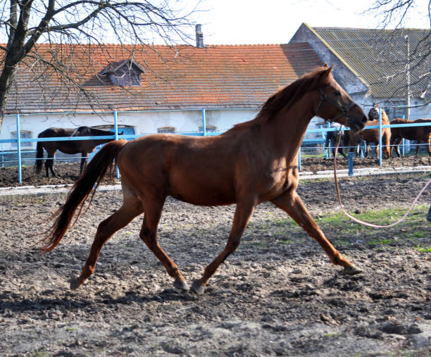istock Morning warm-up horse on cord 1424843883