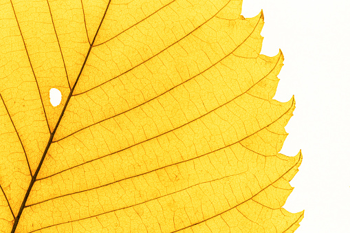 Close up autumn yellow alder leaf with natural texture isolated om white background. Natural fallen autumn leaf with veins, decorative element, macro photo of autumnal foliage. Seasonal fall leaf