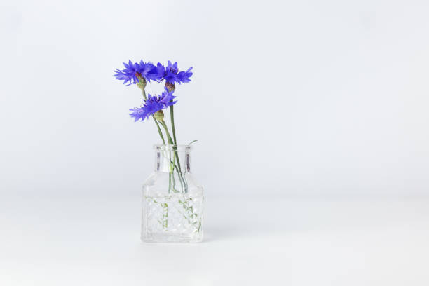 minimal floral composition, violet blue flowers in transparent glass vase, aesthetic blooms cornflower on table. spring or summer still life with light background, minimal trend postcard - cut flowers white small still life imagens e fotografias de stock