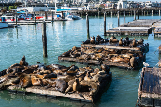 Sea lions at Pier 39, San Francisco, California stock photo