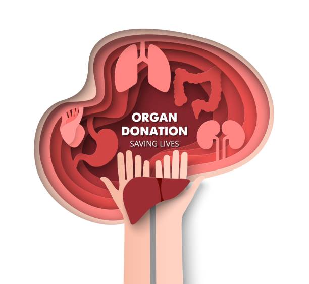 organspende 3d-vektor lebensrettendes konzept - transplantation stock-grafiken, -clipart, -cartoons und -symbole