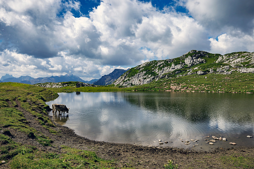 A small lake high in Austrian Alps, Tyrol, Austria. Cow is drinking water from the lake.\nNikon R5.