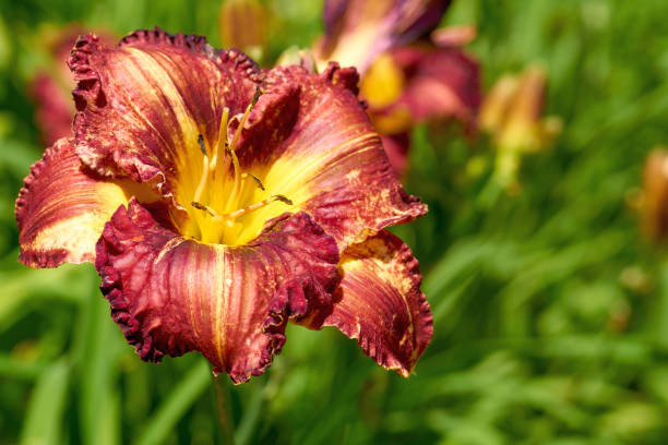 istock Summer bright red orange gladiolus and juicy greenery 1424848615