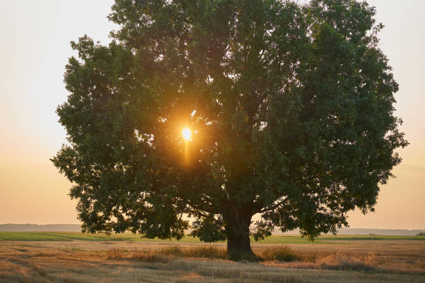 istock Sun through an oak in a field 1424849852