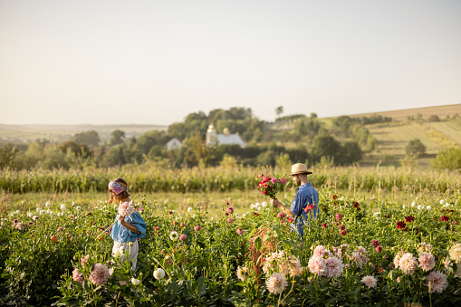 Man and woman walk with freshly picked up dahlia flowers on flower farm on field on sunset. Beautiful rural landscape