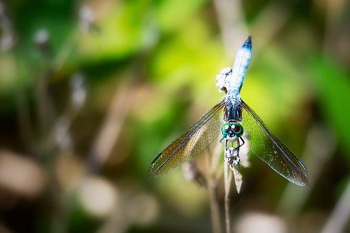 A male blue dasher dragonfly rests lightly on a branch.