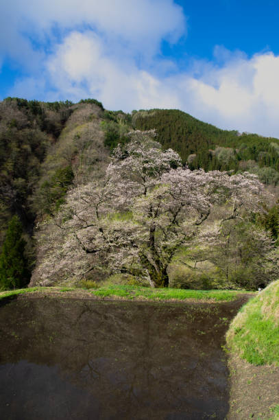 cherry blossoms bloom - spring vertical cherry blossom color image imagens e fotografias de stock