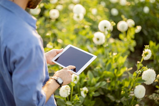 Man in hat as farmer works with a digital tablet on flower farm, examining dahlias during sunset. Concept of new technologies in agriculture. View on screen with blank space