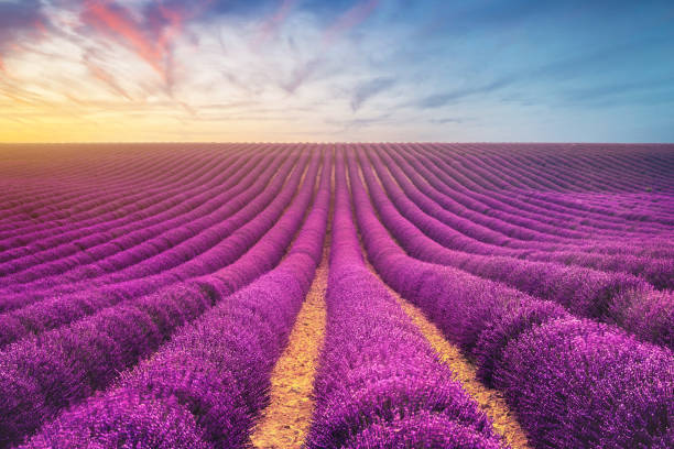 istock Lavender field in Provence, France 1424854967