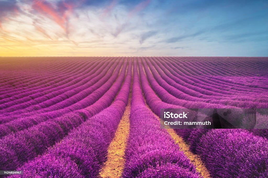 Lavender field in Provence, France Lavander plantation, cultivated area  (Plateau de Valensole) Lavender - Plant Stock Photo