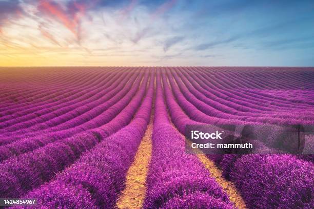 Lavender Field In Provence France Stock Photo - Download Image Now - Lavender - Plant, Lavender Color, France