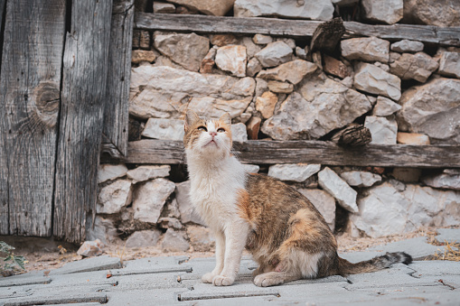 Stray cat on the street in front of old, abandoned stone house