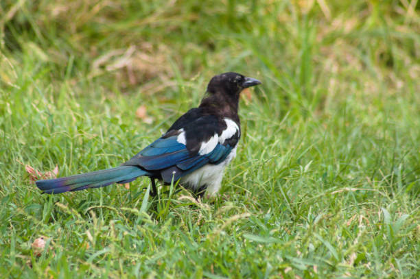 istock Closeup of eurasian magpie walking on grass with selective focus on foreground 1424858725
