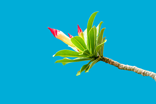 Adenium flower stalks that are blooming are red and pink with fresh green leaves, isolated on a blue background