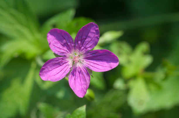 istock Garden geranium flowers, macro shot 1424859136