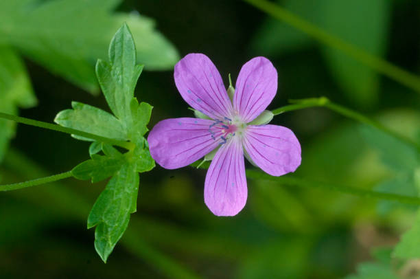 istock Garden geranium flowers, macro shot 1424859137