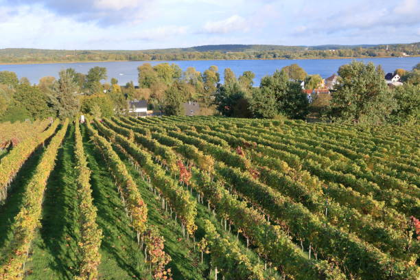 istock Vineyards of Werder in Brandenburg, Germany 1424859680