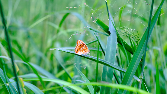 Beautiful butterfly in the garden