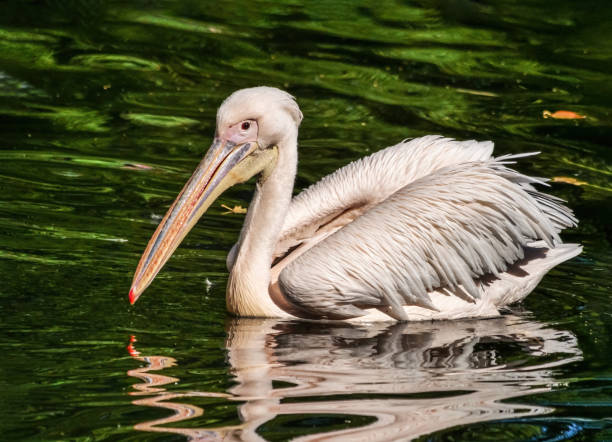 istock Great white pelican swimming in the lake. 1424863368