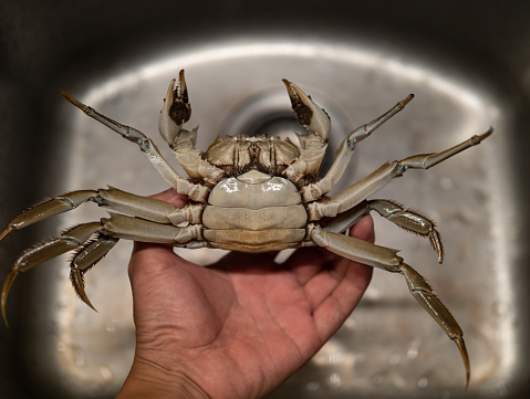 Female Chinese Mitten Crab
