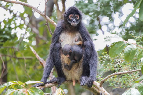 Mexican spider monkey in the woods carrying child, Sumidero Canyon, Mexico The Mexican spider monkey, is a type of New World monkey, native to Mexico, Guatemala, Honduras, Nicaragua and El Salvador. Due to species monomorphism, it is difficult to determine sexes. However, females can be identified by  the act of carrying an infant, Sumidero Canyon, Mexico, Mexico mexico chiapas cañón del sumidero stock pictures, royalty-free photos & images