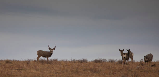 istock Mule deer herd on a Montana hill 1424868088