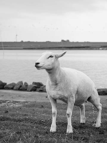 black and white shot of a white sheep, in the background the north sea coast, sky and some wind turbines. Near Husum, schleswig-holstein, on the german north sea coast.