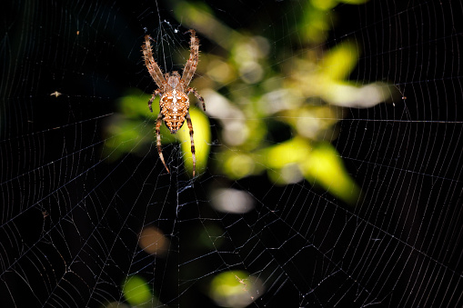 Steatoda grossa, false Black Widow, Triangulate cobweb spider, Steatoda triangulosa, studio shot on white background, isolated,copy space